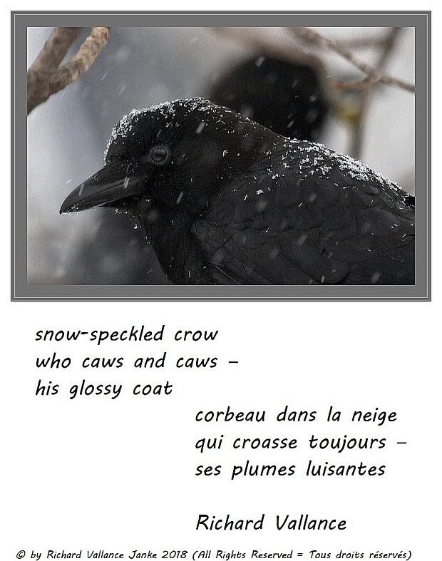 crow in the snow haiku