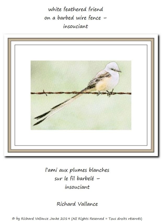 white bird on barbed wire 620